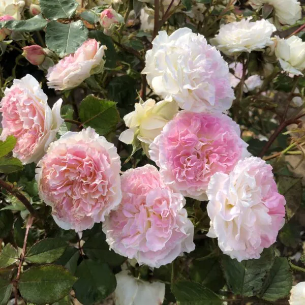 Our_Liz_Floribunda_Garden_Rose_23-25-600x600 | ЛПХ питомник роз "ГАРАНТ"